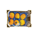 Hychia Persimmon In Box