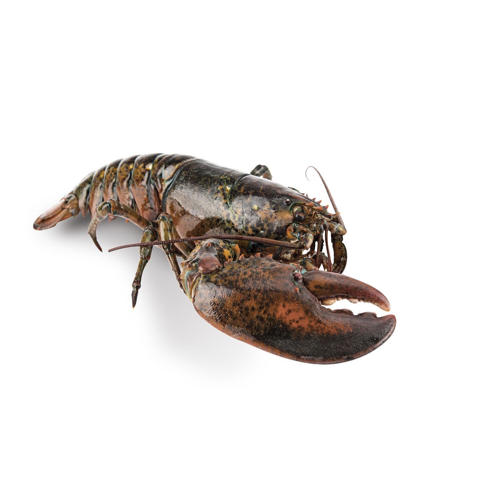 Live Canadian Lobster Single Claw – Al Premium Food Mart - McCowan