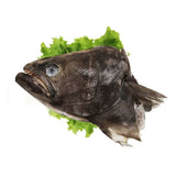 Flatfish Head
