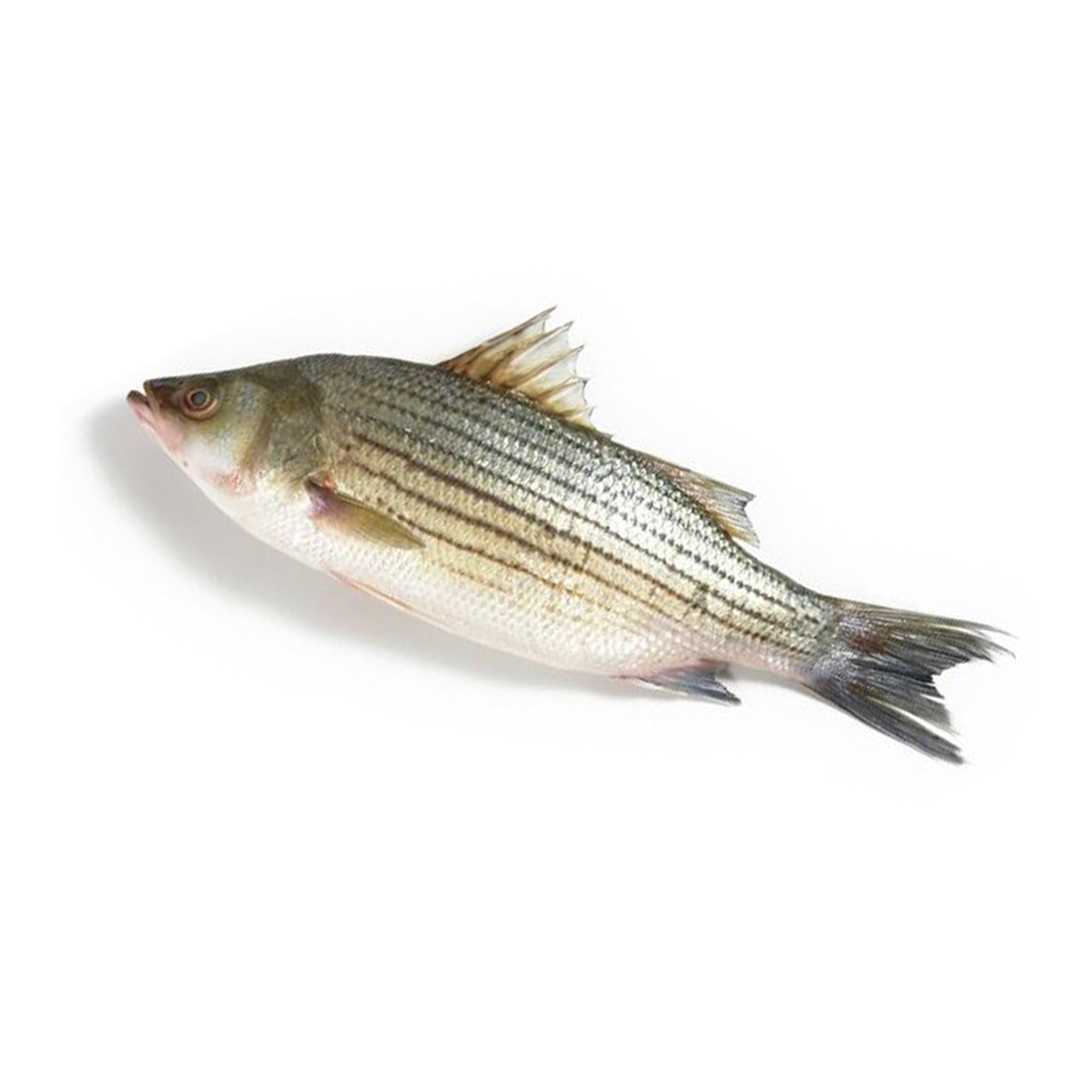LIVE striped bass fish – Al Premium Food Mart - McCowan