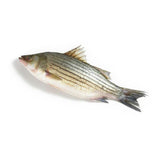 LIVE striped bass fish
