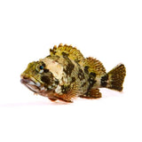 marbled rockfish