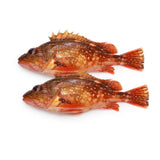 Fresh Atlantic Marbled Rockfish