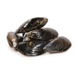 Live Mussel