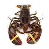 Grade A Live Lobster