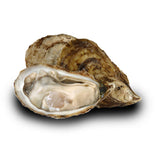 Live Oyster
