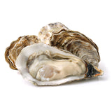 Large Oyster In Shell